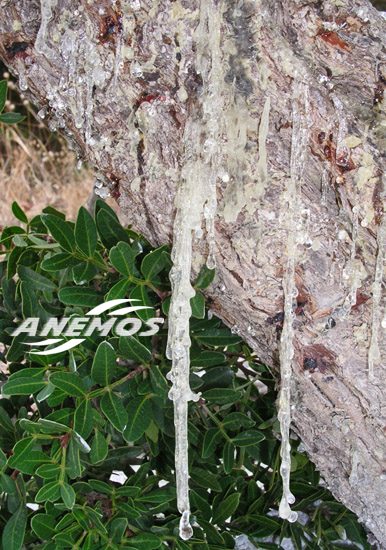 mastic of chios. Drops of natural mastic from the tree trunk