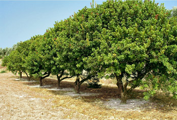cultivation of mastic trees